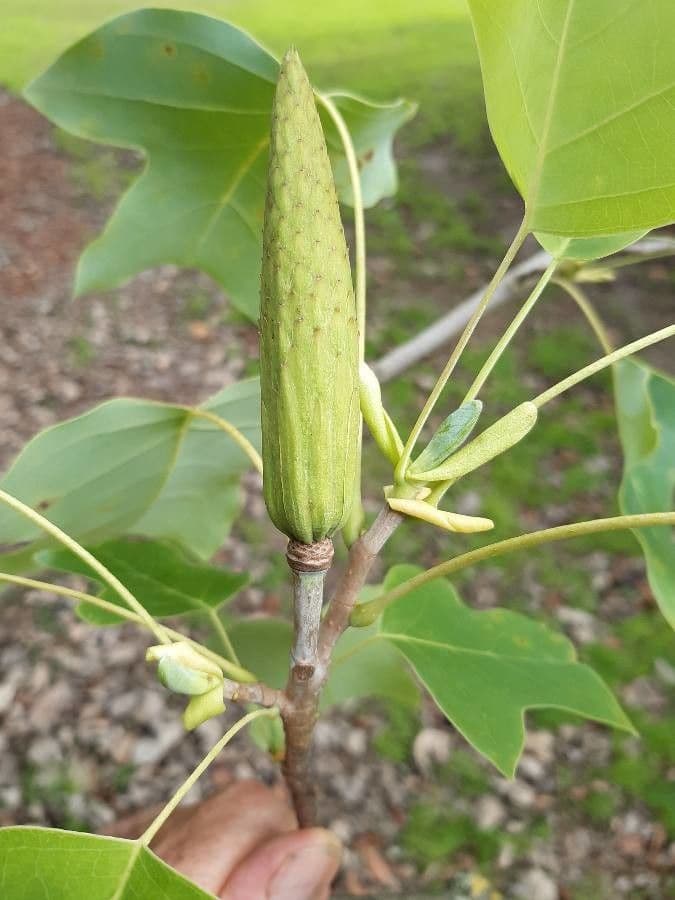Chinese tuliptree
