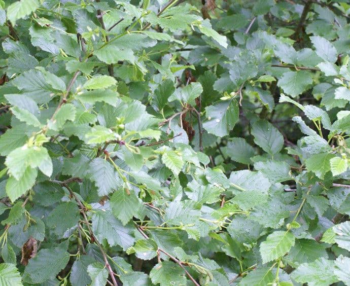 Green alder 11