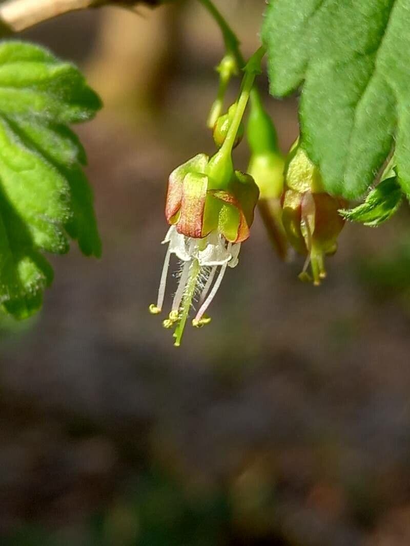 European Gooseberry 7