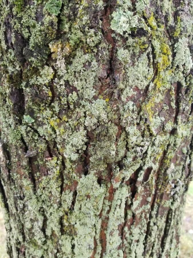 Red maple 22