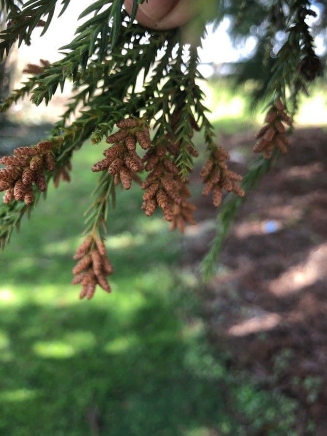 Japanese red-cedar 9