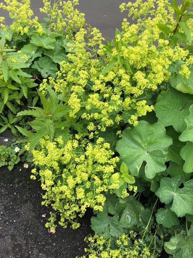 Garden lady's-mantle 22