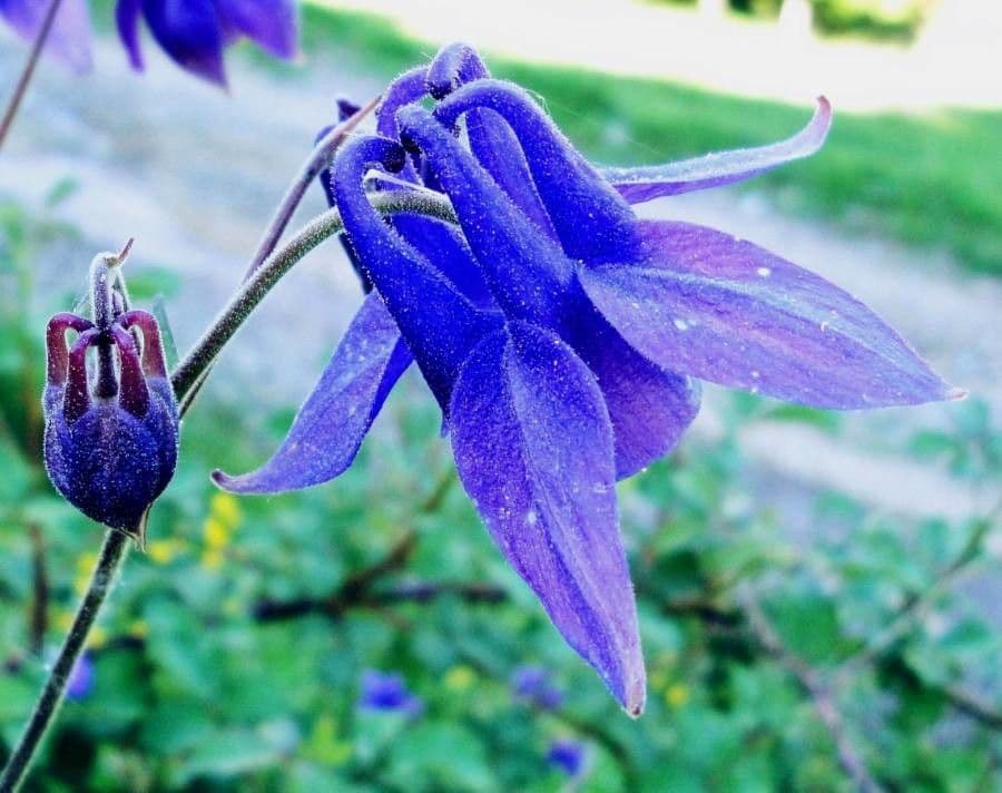 European columbine 6