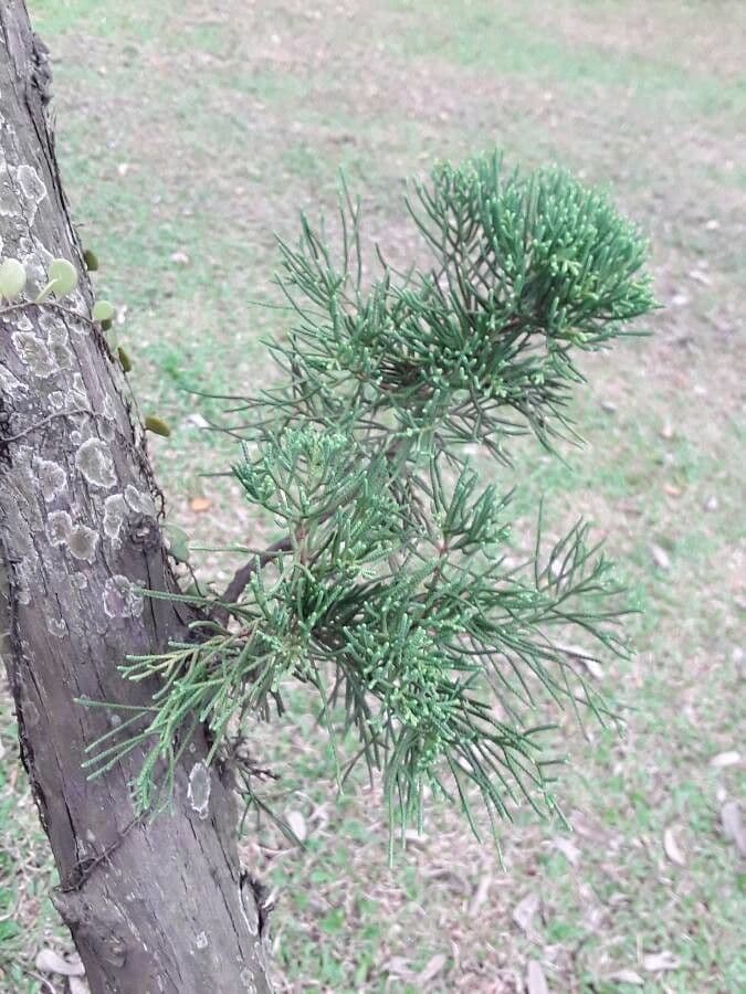 Japanese red-cedar 26