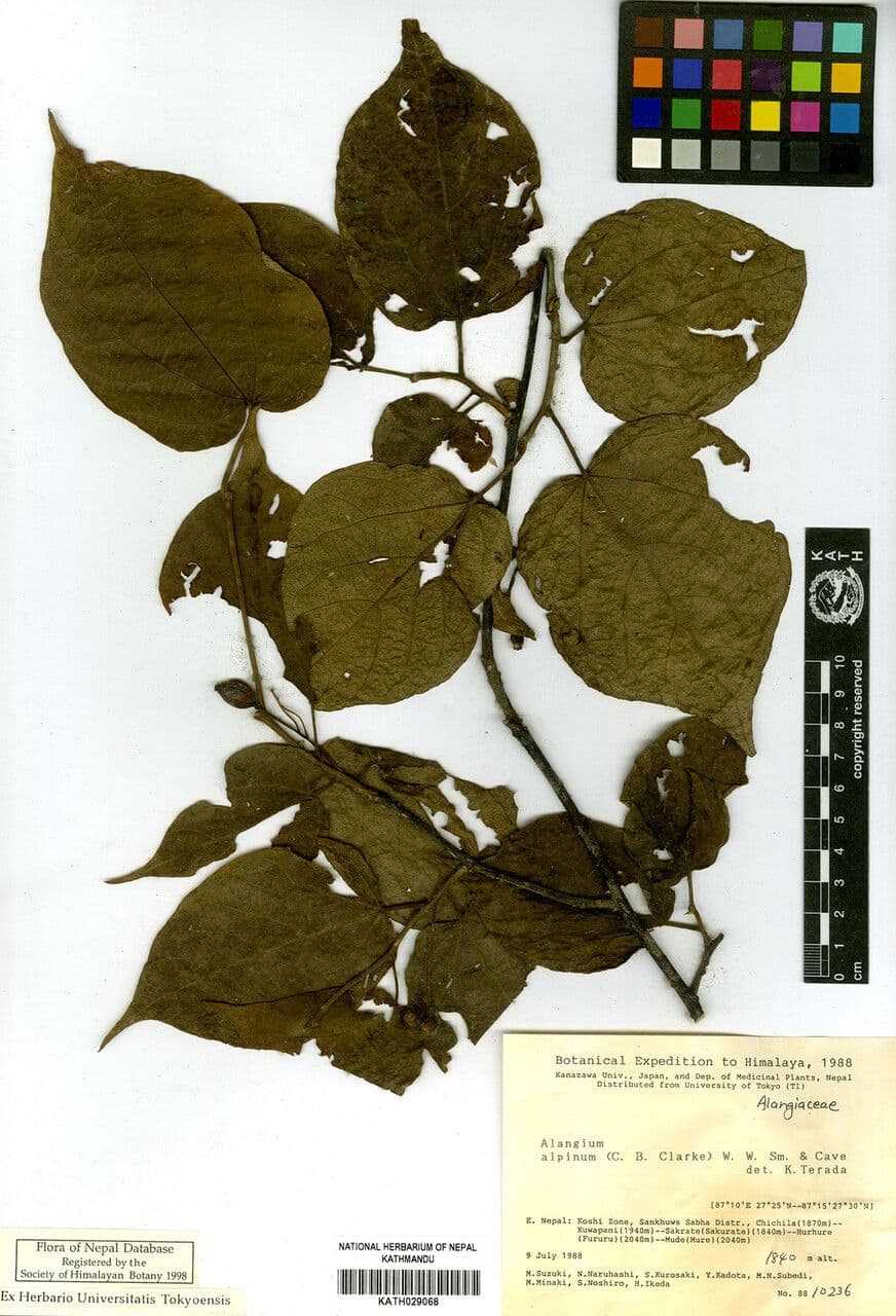 Alpine Alangium 2