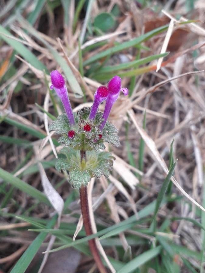 Henbit 9