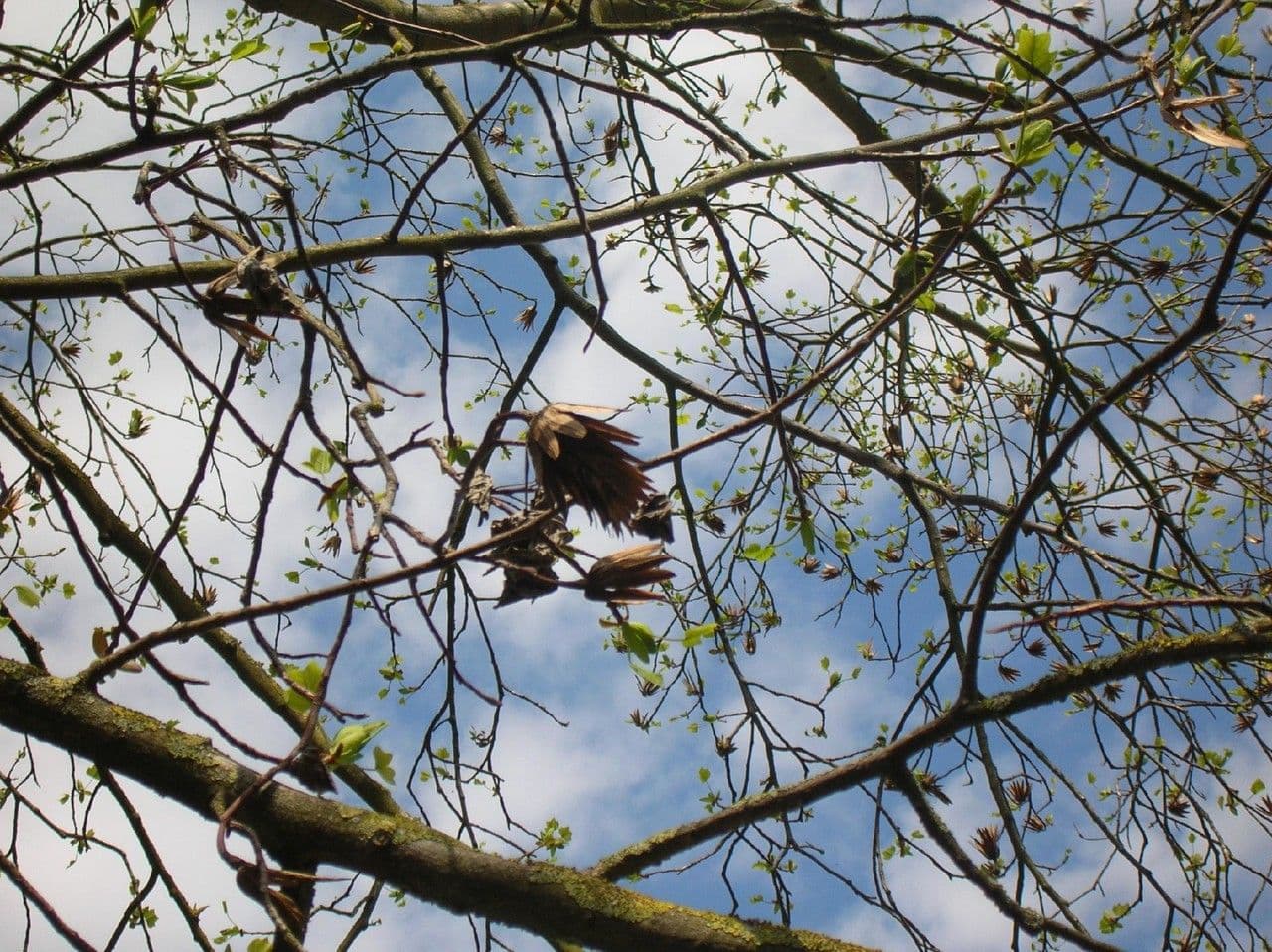 Tulip-poplar 28