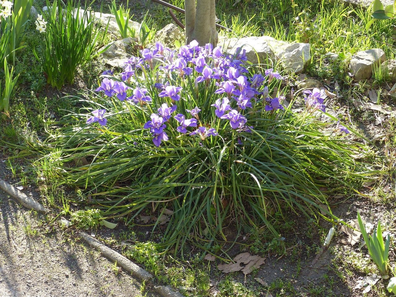 Algerian iris 8