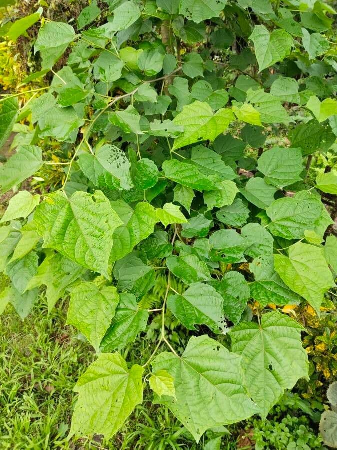 Alangium 16