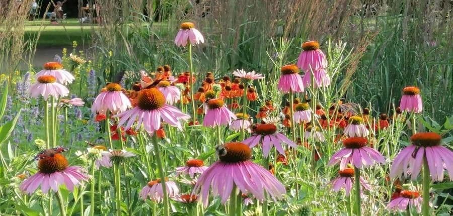 Eastern purple-coneflower 14