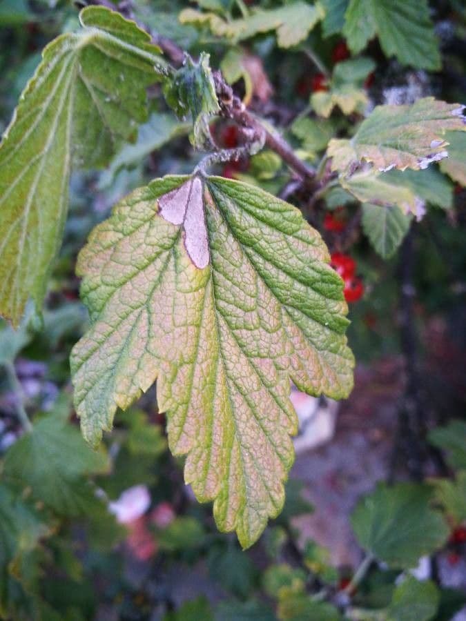 Garden currant 16