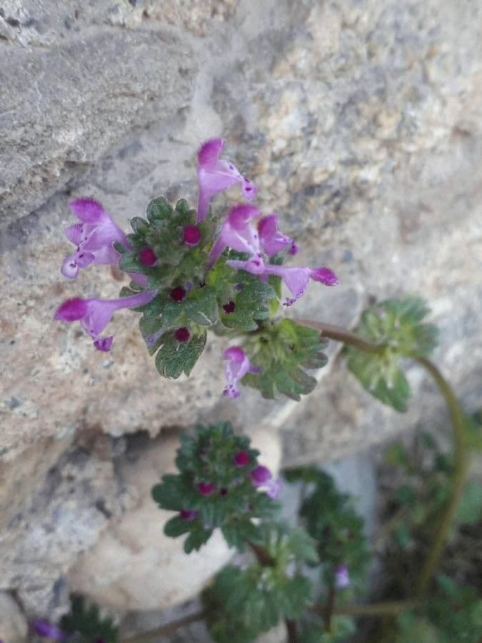 Henbit 6