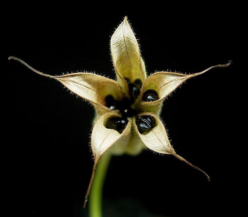 European columbine 4