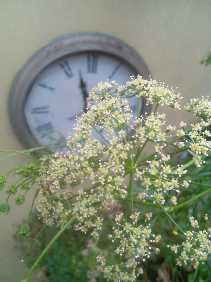 Garden parsley 9