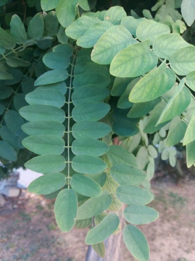 False acacia 19