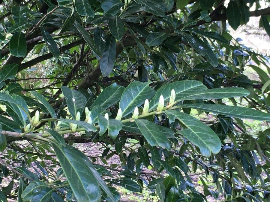 Cherry-laurel 5