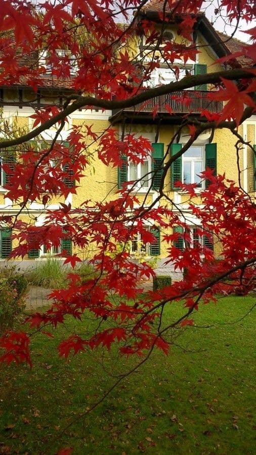 Japanese Maple 14