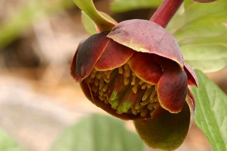 Brown's peony 5