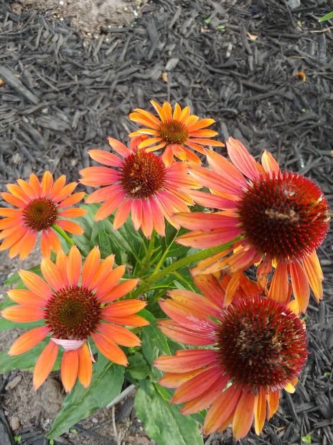 Eastern purple-coneflower 10