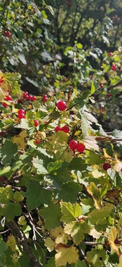 Alpine currant 4