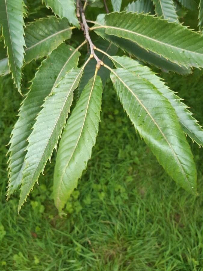Japanese chestnut 17
