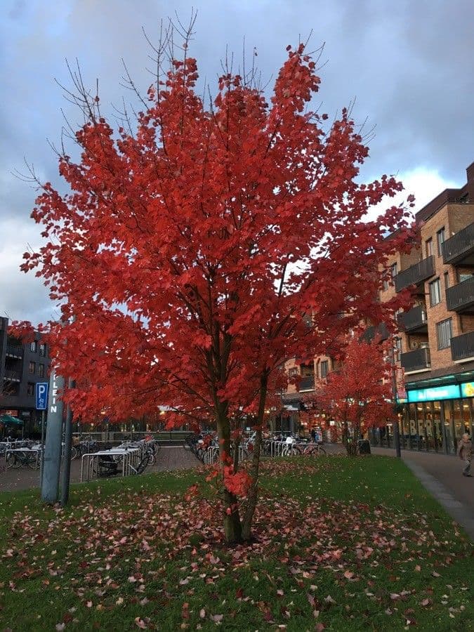 Red maple 16