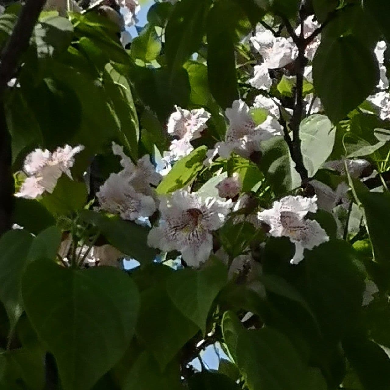 Northern catalpa 24