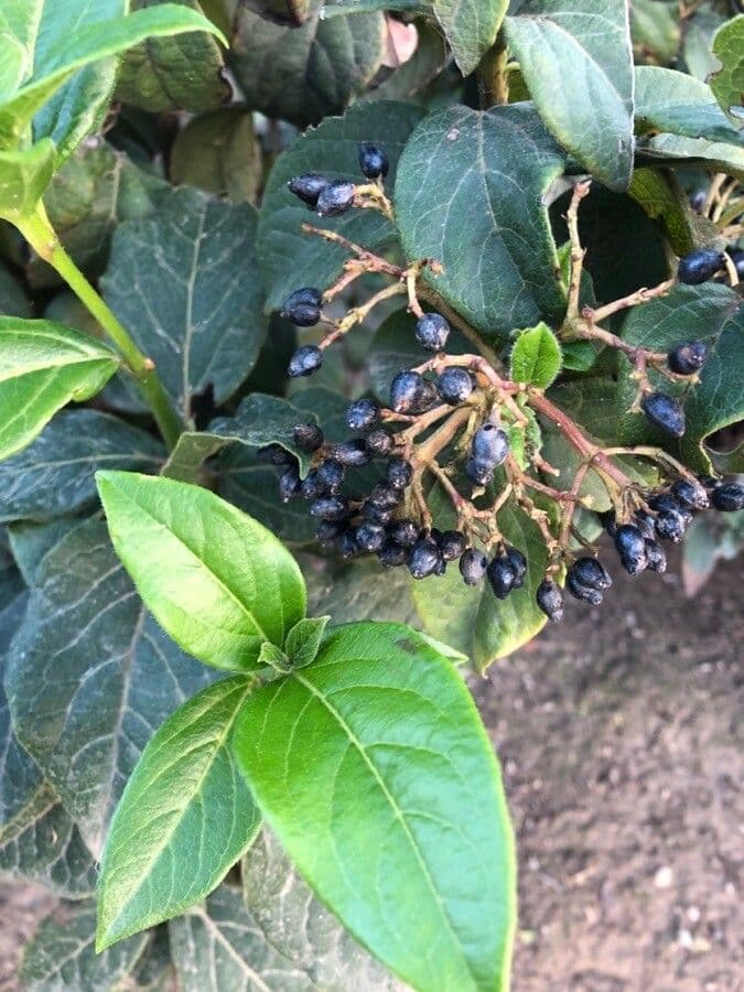 Laurustinus 3
