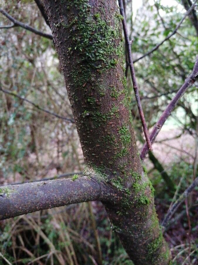 Cherry-laurel 23