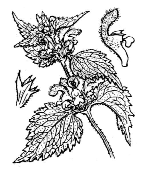 Deadnettle 18