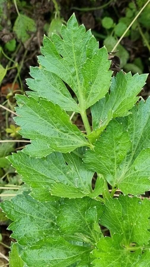 Celery 18