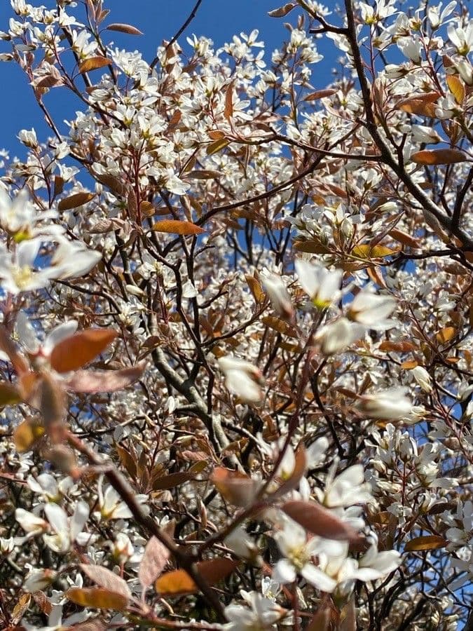 juneberry 26