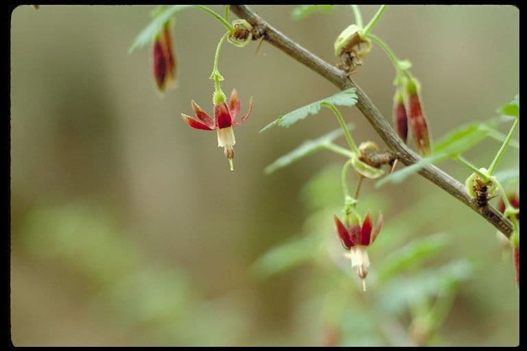 Bitter gooseberry 3