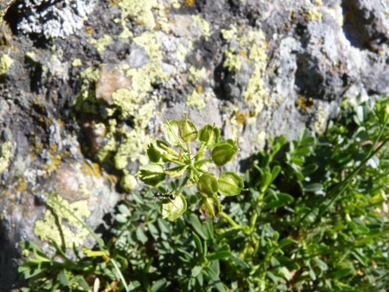 Evergreen candytuft 2
