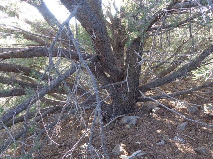 Parry pinyon 6