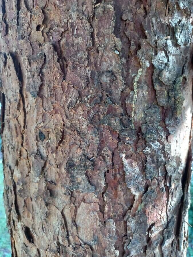 Serbian spruce 23