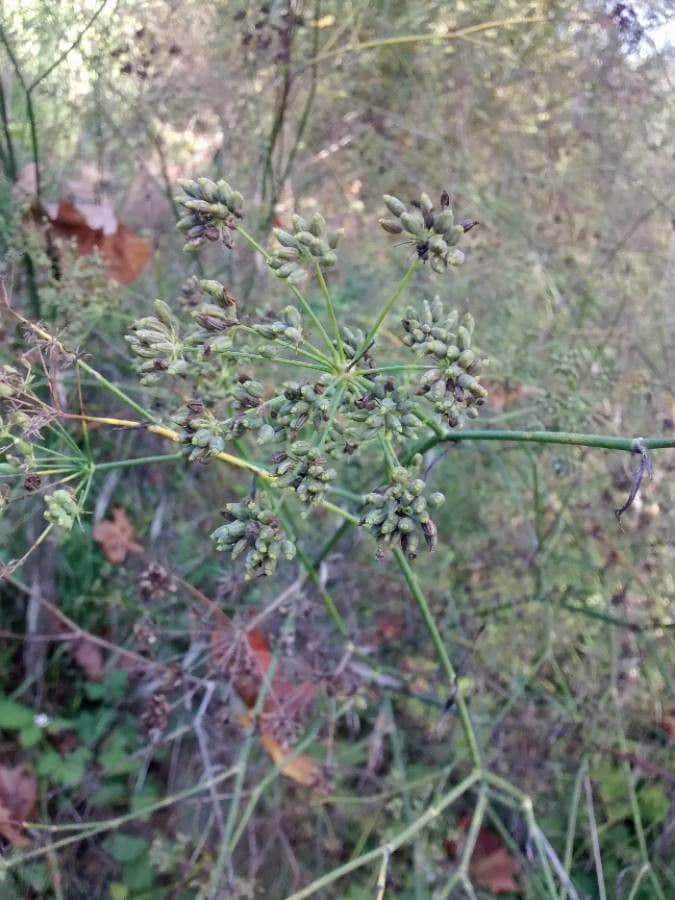 Fennel