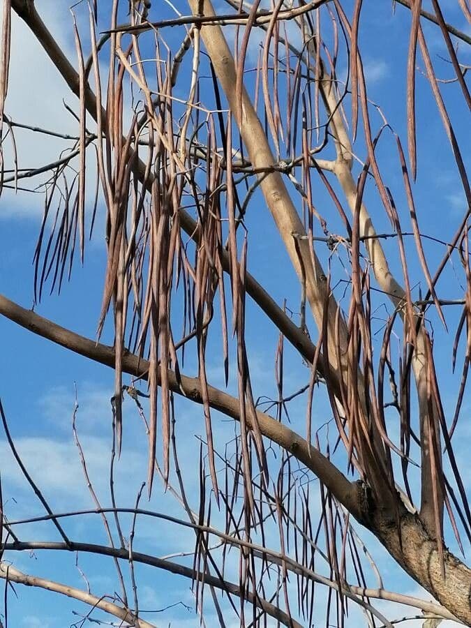 Chinese catalpa 4