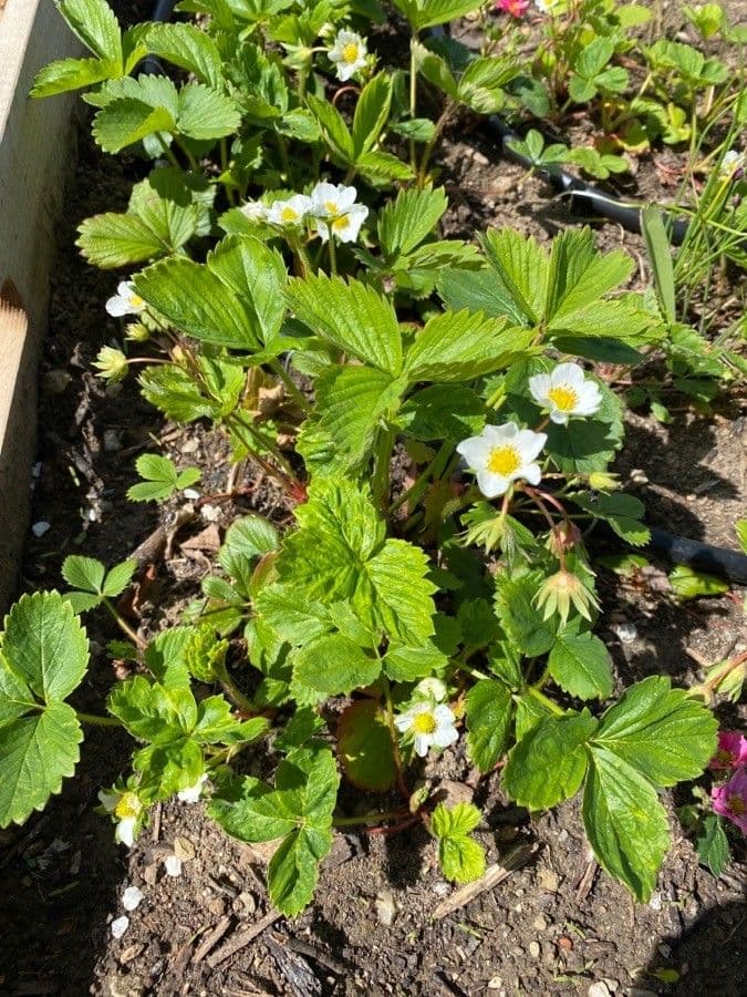 Alpine strawberry 13