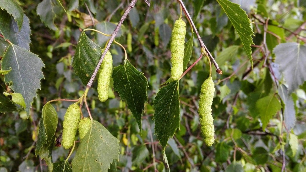 European white birch 6