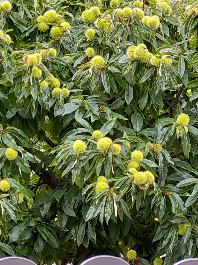 Japanese chestnut 10