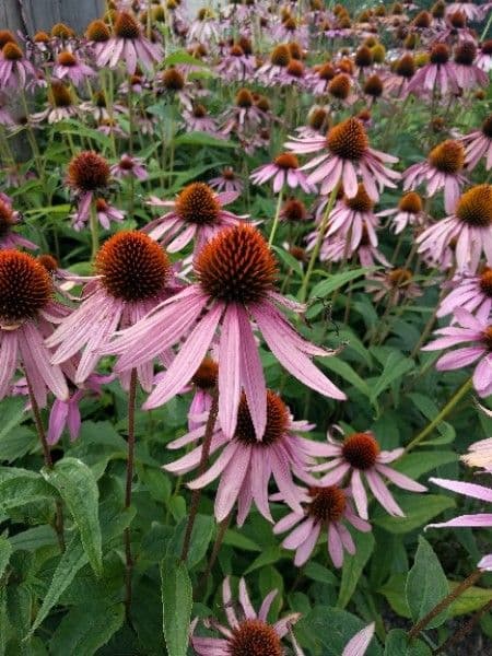 Pale echinacea 6