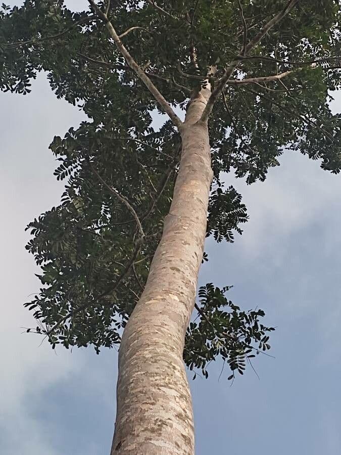 Sackingtree 7
