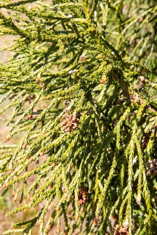 Loose-leaved tasmanian cedar 3