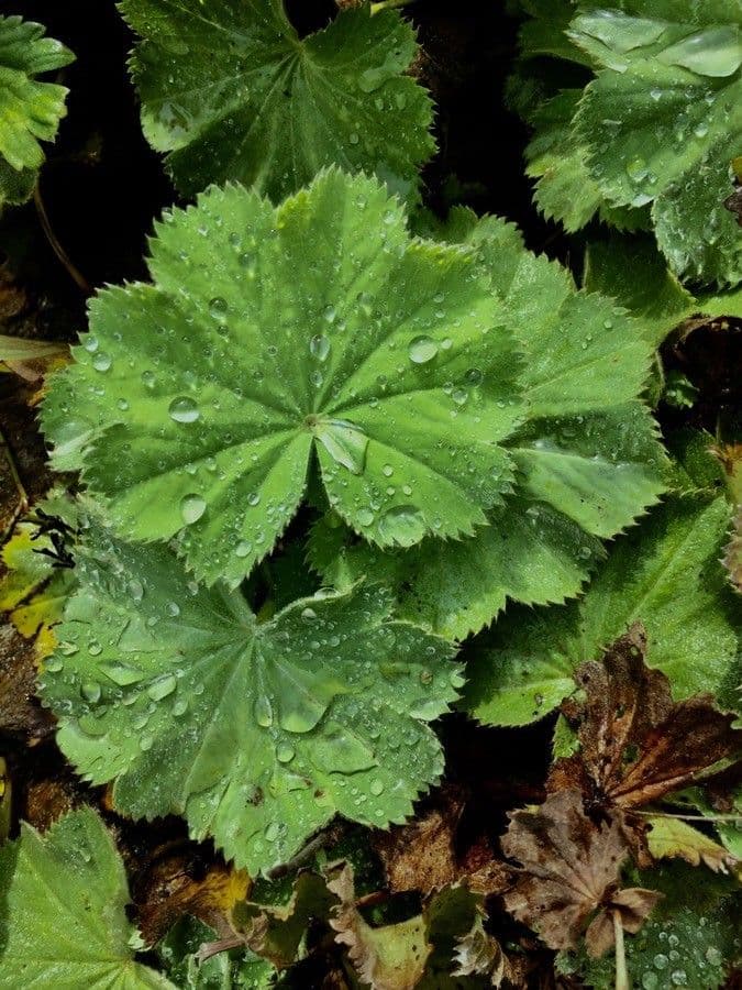 Garden lady's-mantle 16