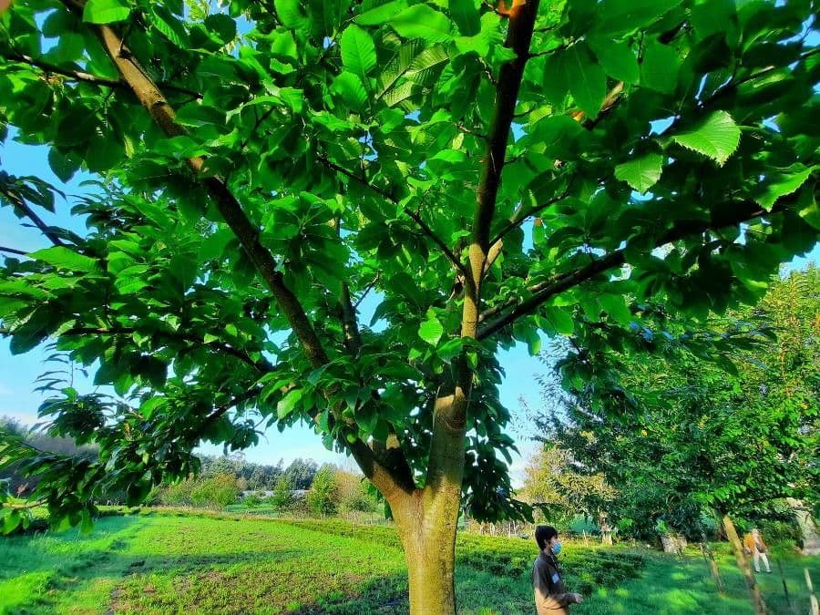 European chestnut 14
