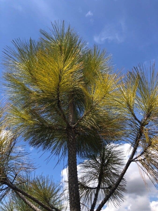 Bigcone pine 9