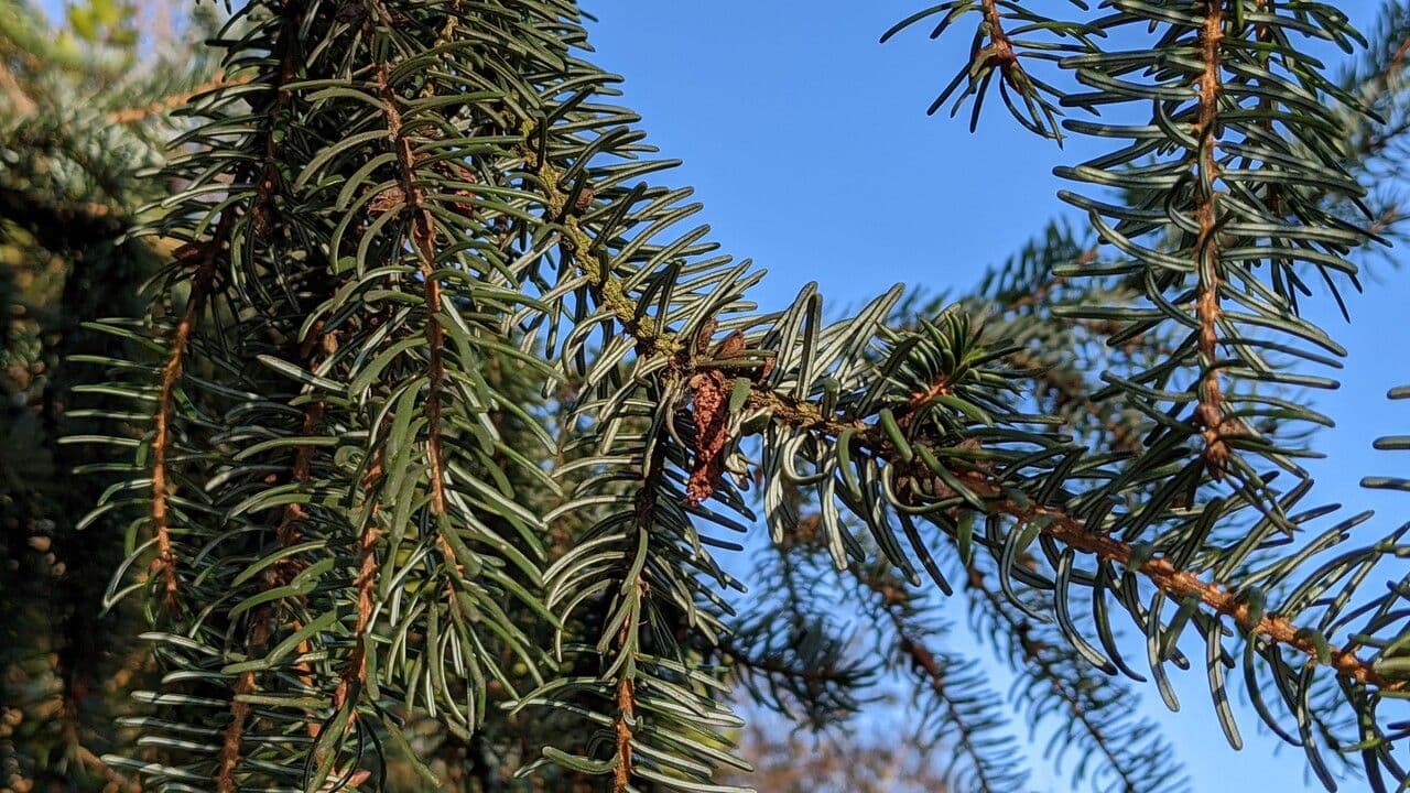 Serbian spruce