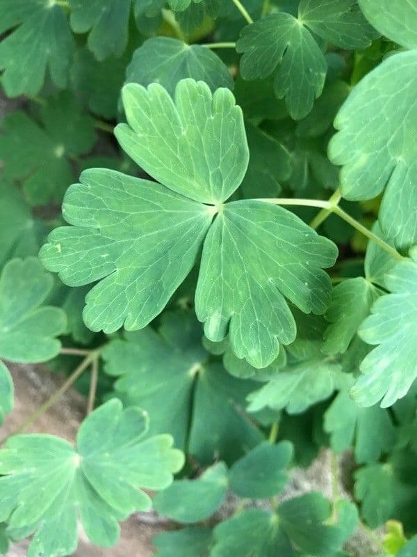 European columbine 19