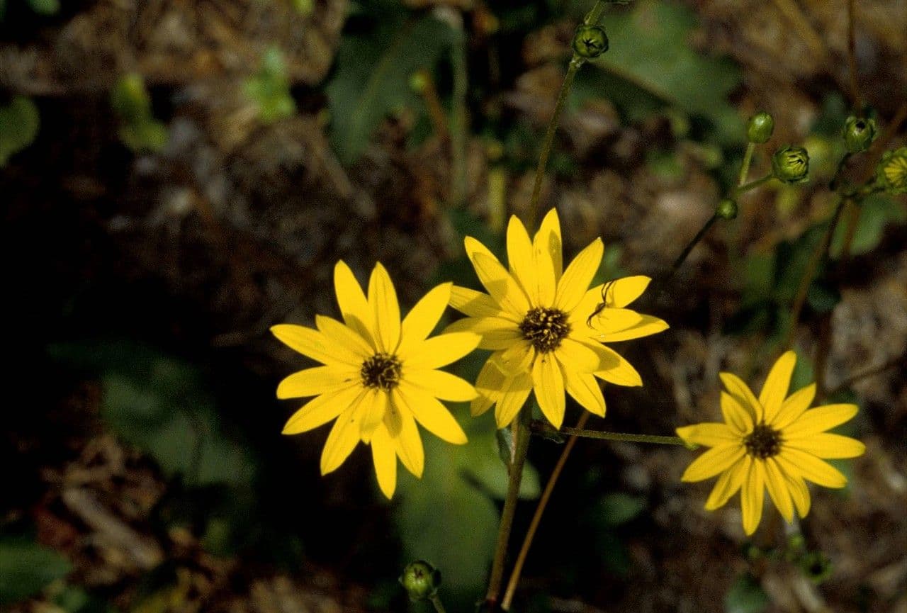 Dark-eyed sunflower